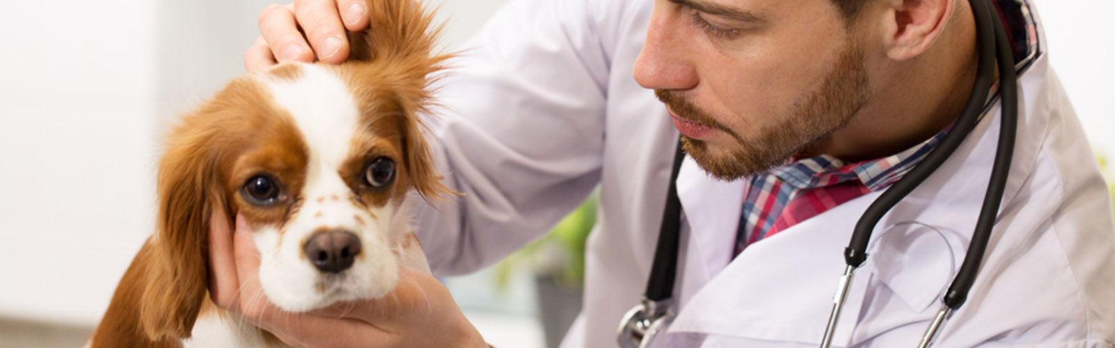 Visit Our Overland Park Vet Clinic » Companion Care Veterinary Clinic |  Companion Care Veterinary Clinic