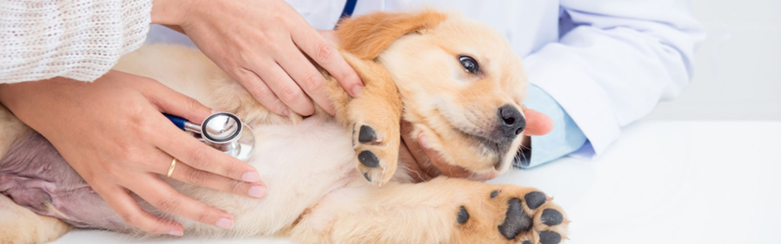 New Patients Welcome! » Companion Care Veterinary Clinic | Companion Care  Veterinary Clinic